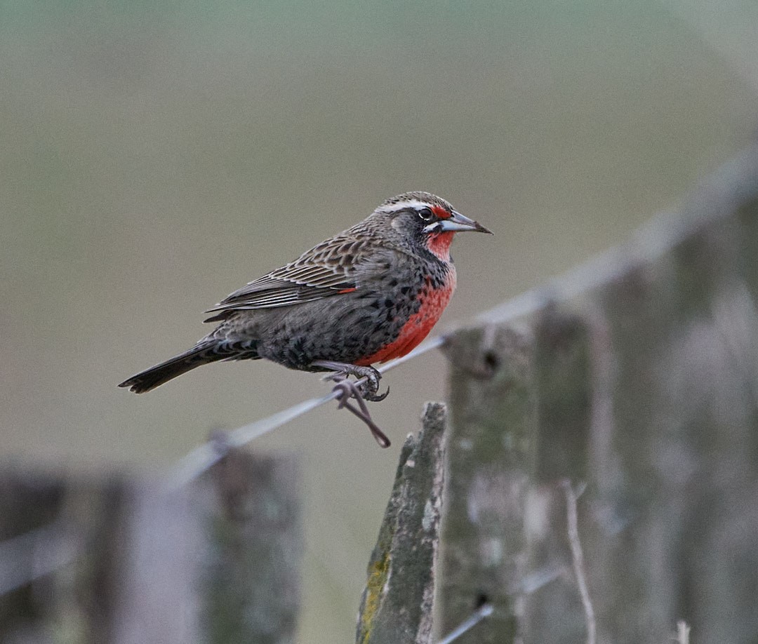 Pampas Meadowlark - ML620681582