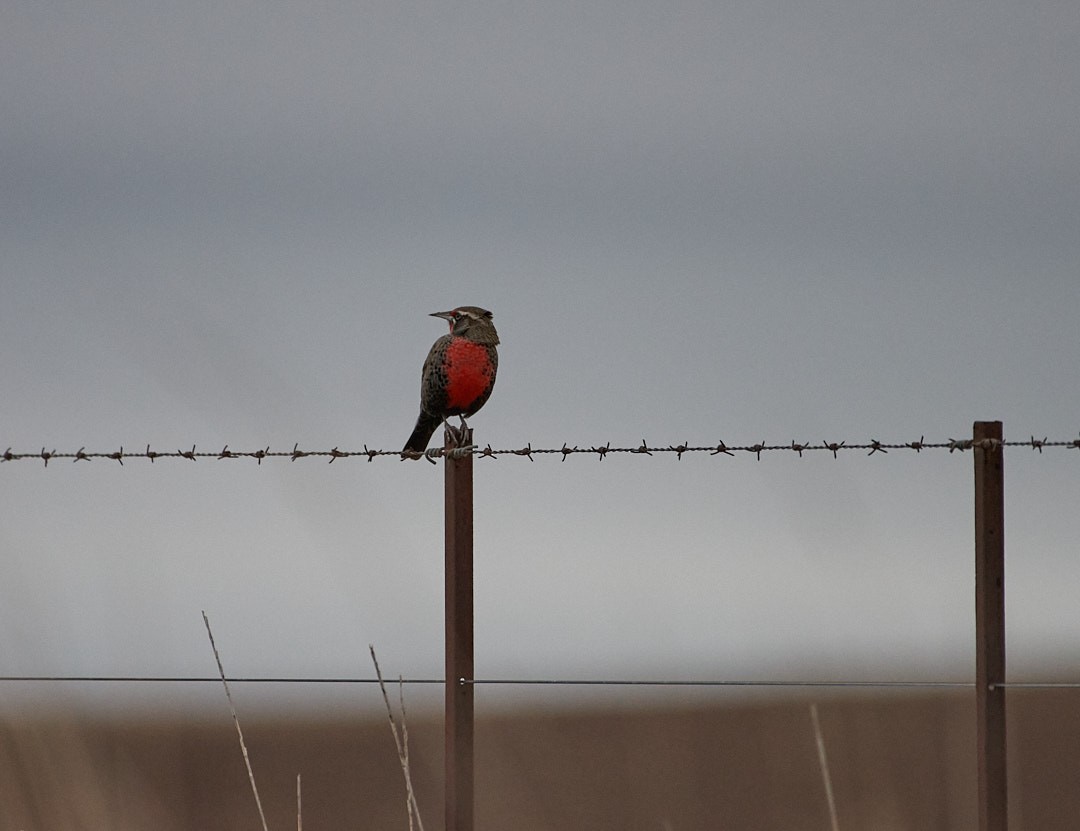 Pampas Meadowlark - ML620681583