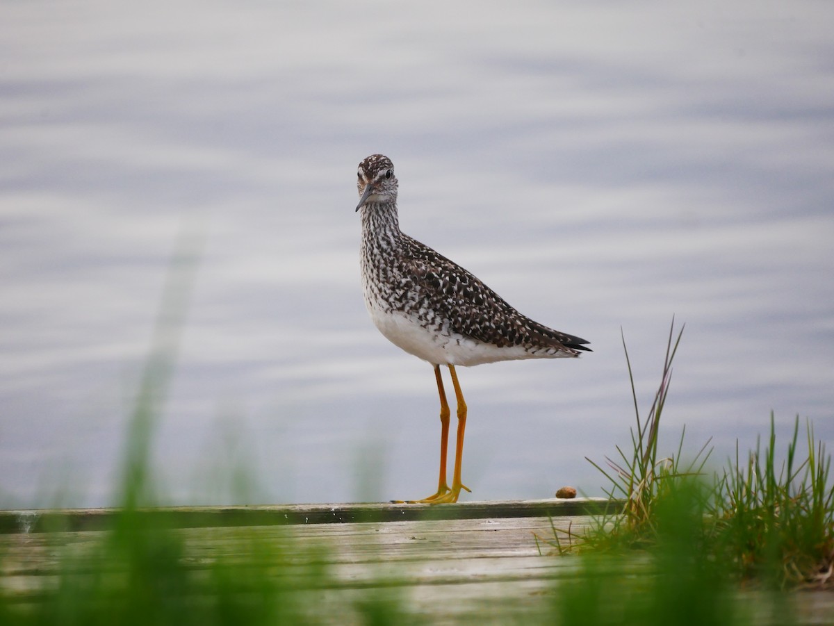 Lesser Yellowlegs - ML620681597