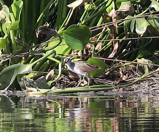 White-browed Crake - ML620681606