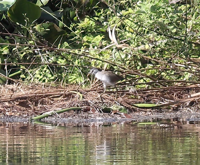 White-browed Crake - ML620681607