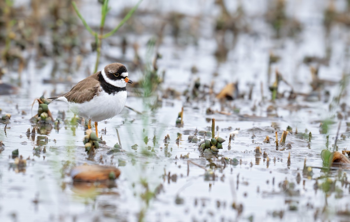 Semipalmated Plover - ML620681608