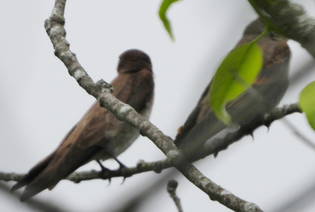 Northern Rough-winged Swallow - ML620681624