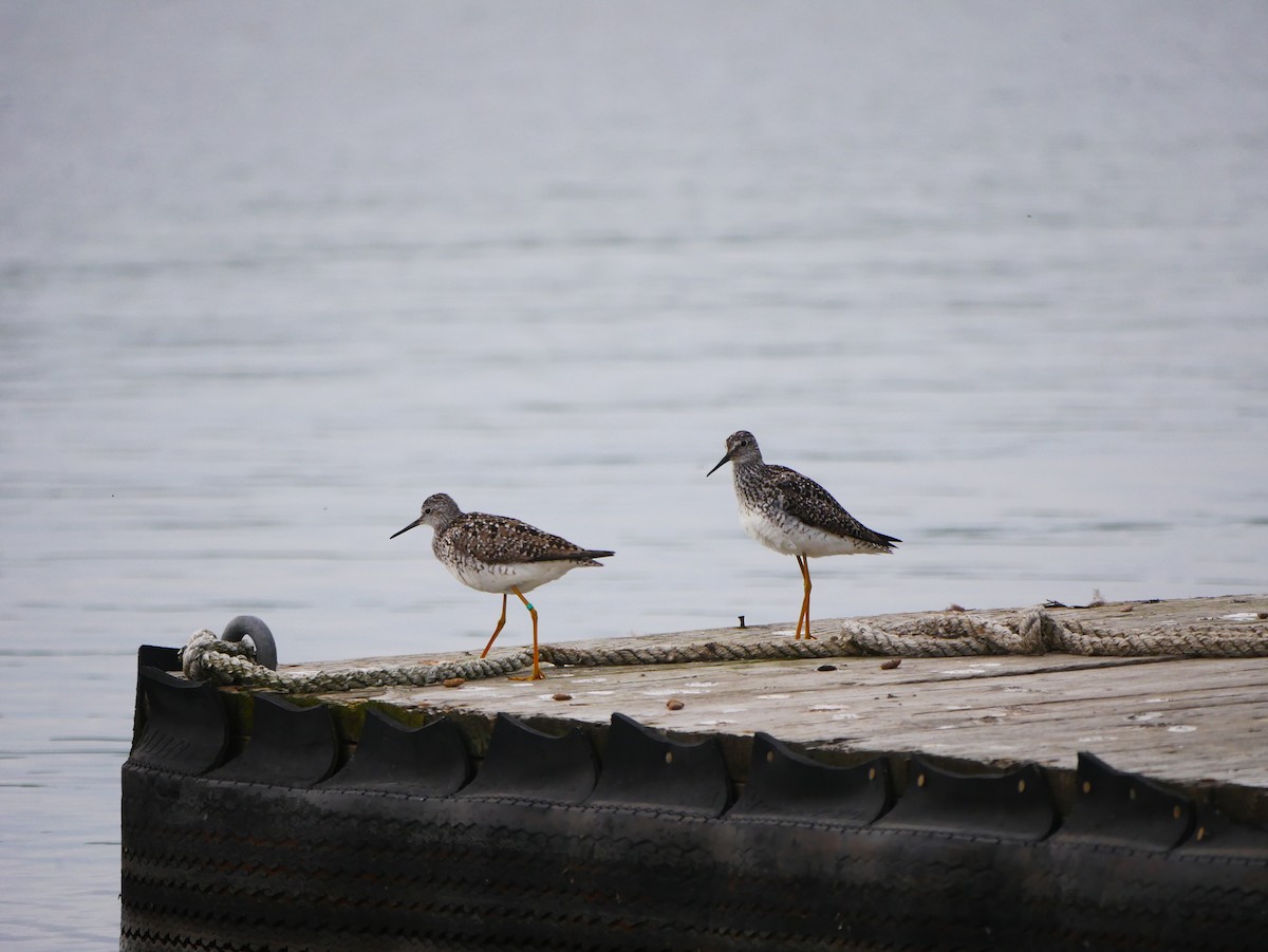 Lesser Yellowlegs - ML620681625