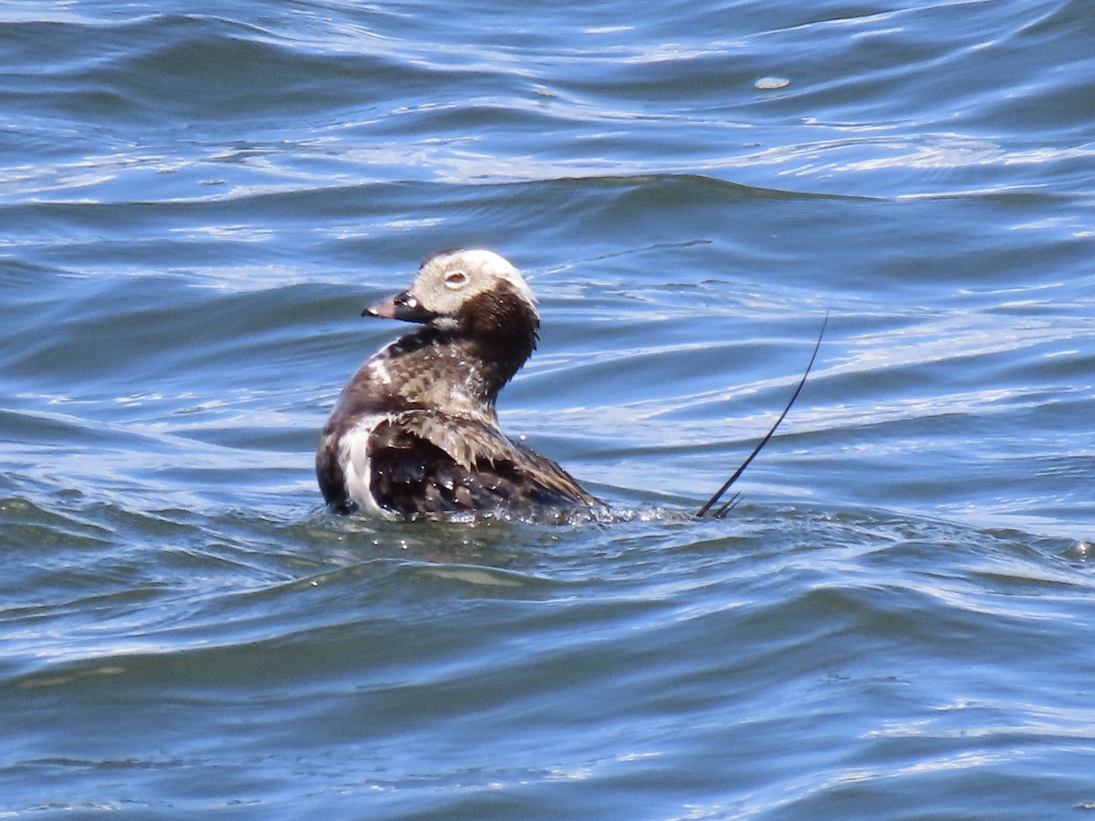 Long-tailed Duck - ML620681627