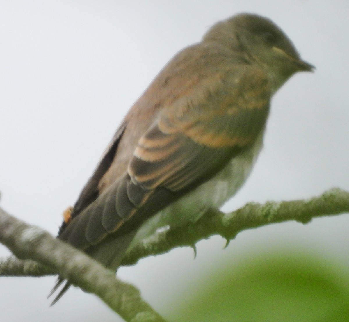 Northern Rough-winged Swallow - ML620681630