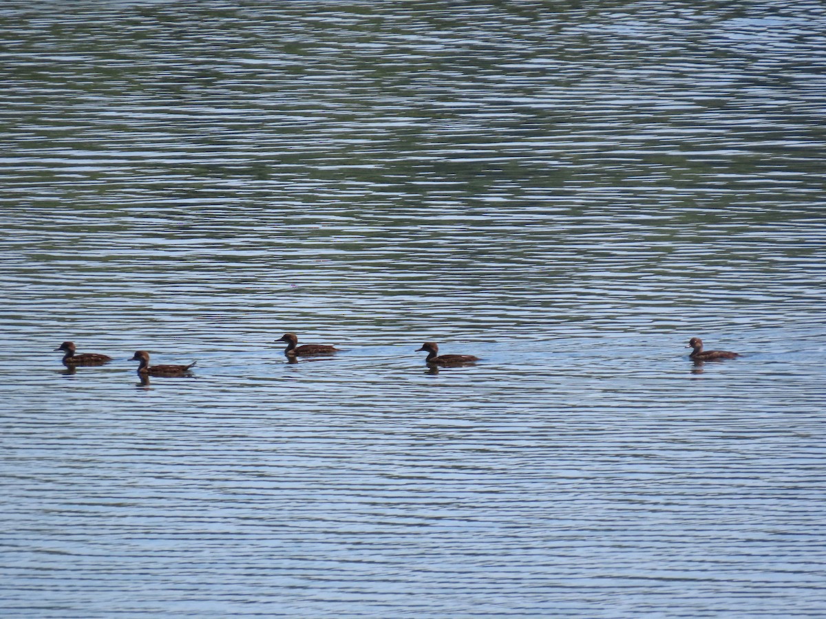 Hooded Merganser - ML620681631