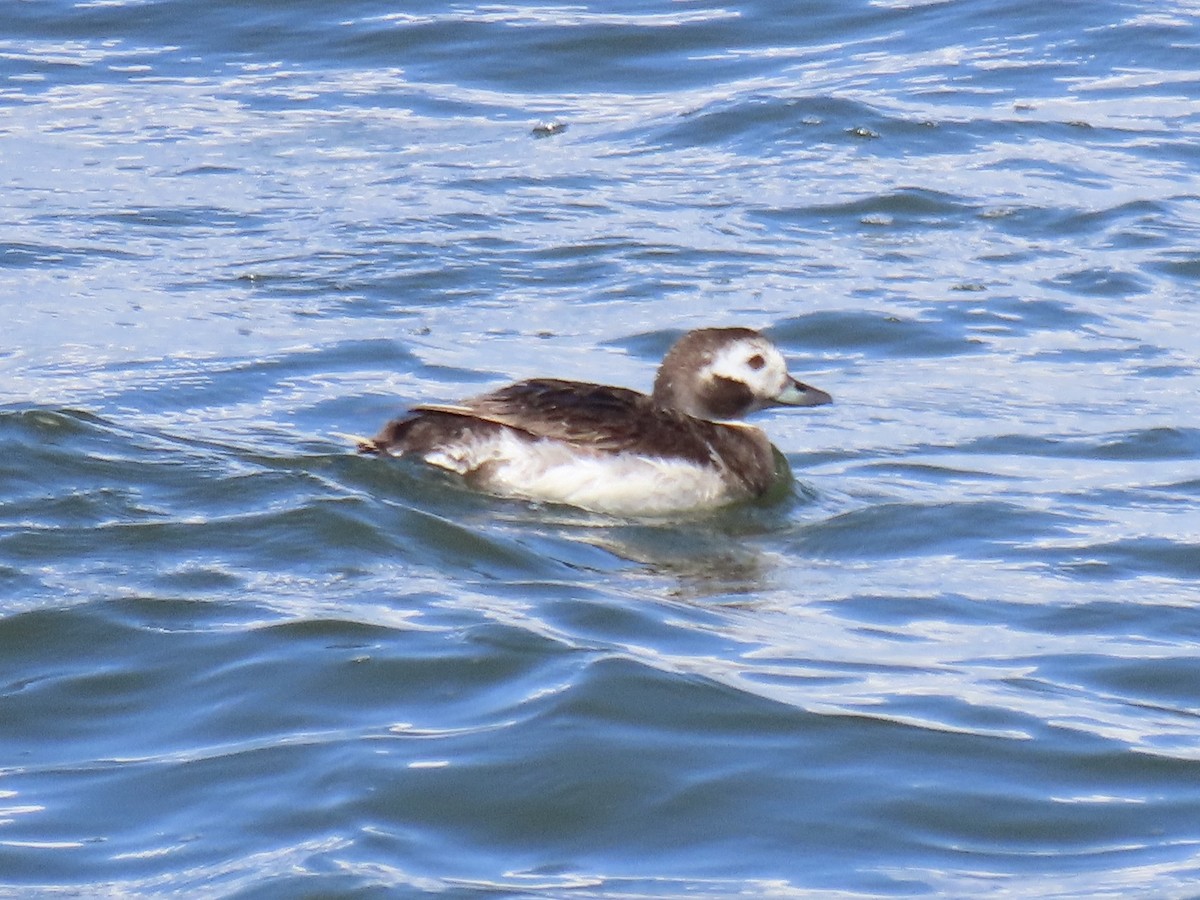 Long-tailed Duck - ML620681632