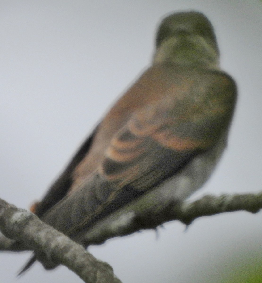 Northern Rough-winged Swallow - ML620681634