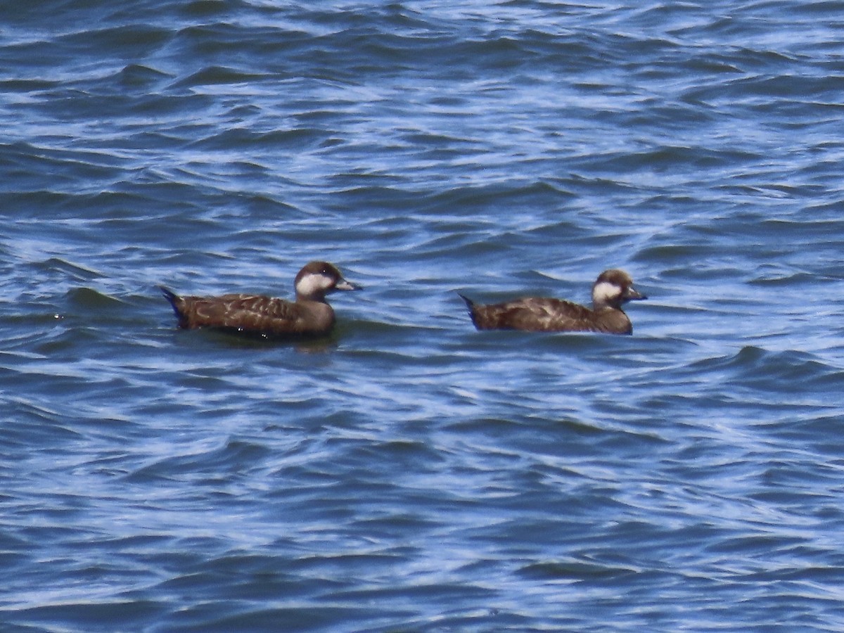 Black Scoter - ML620681639