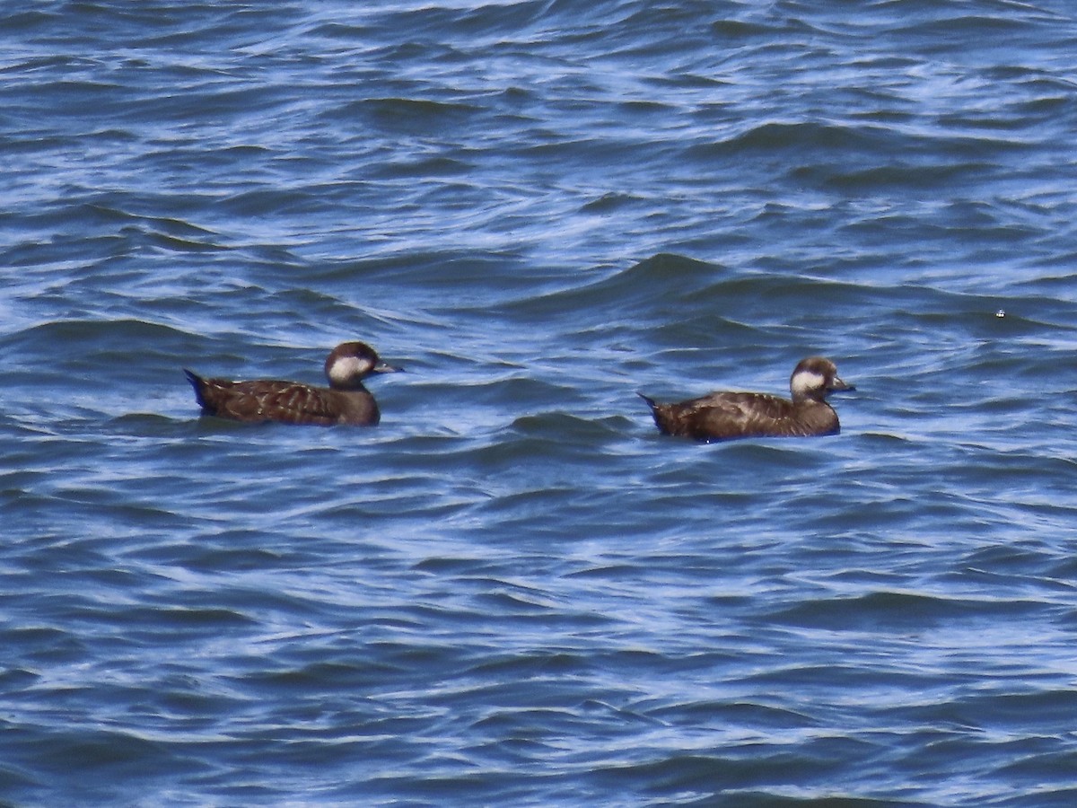 Black Scoter - ML620681640