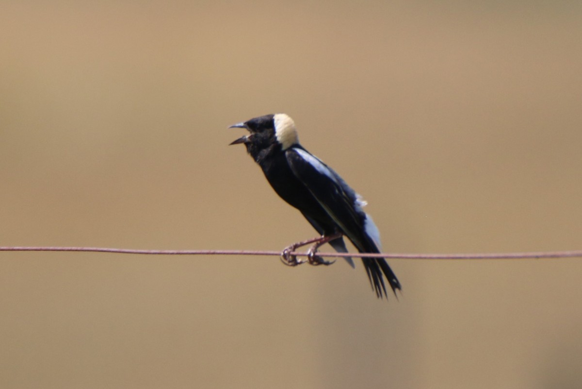 bobolink americký - ML620681643