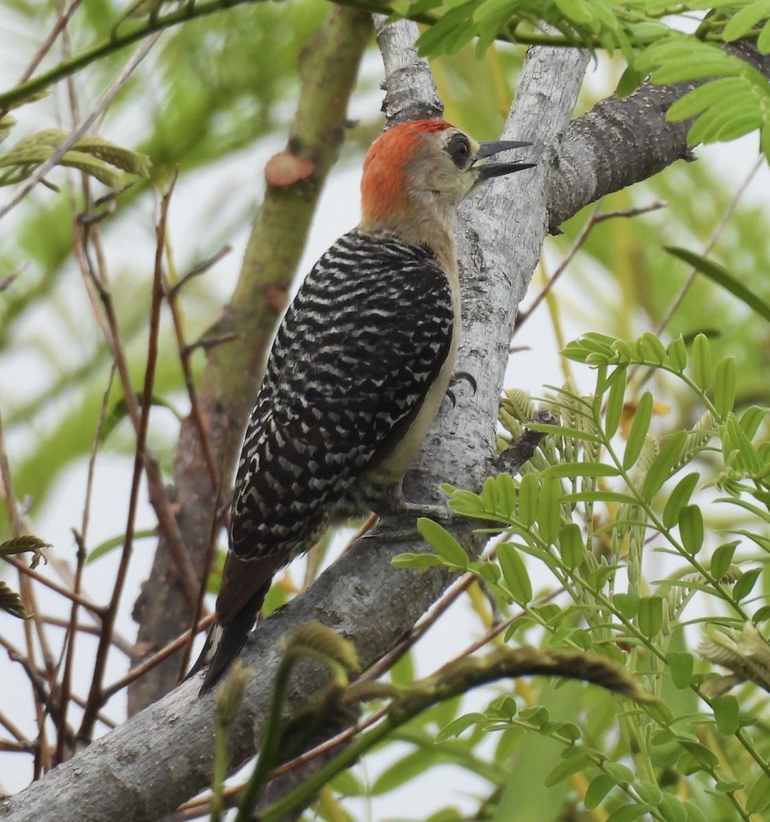 Red-crowned Woodpecker - ML620681657