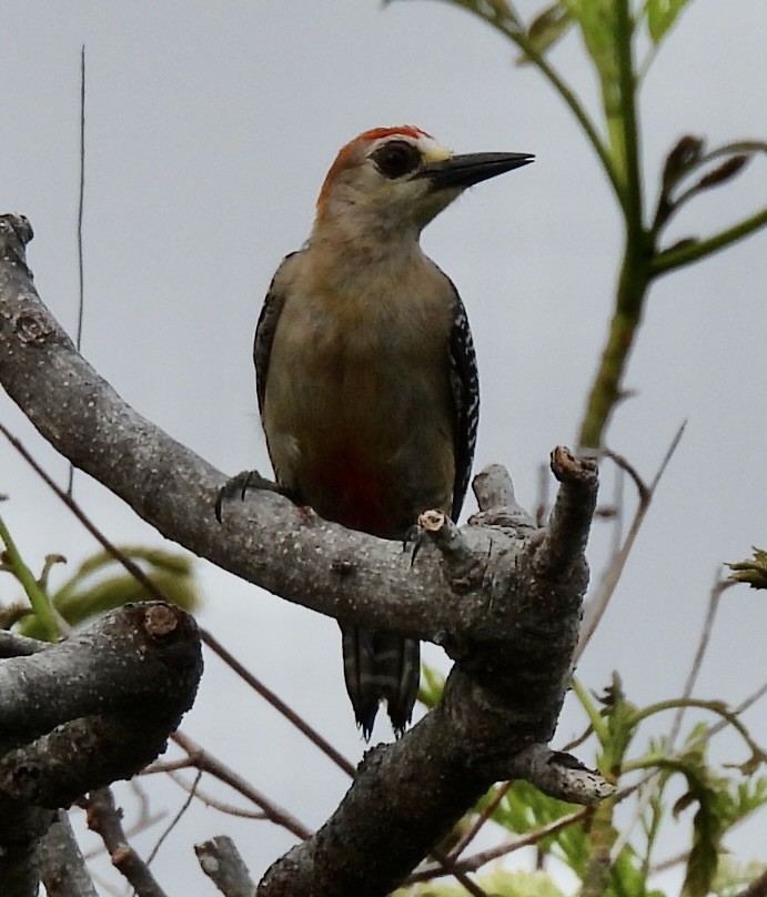 Red-crowned Woodpecker - ML620681664