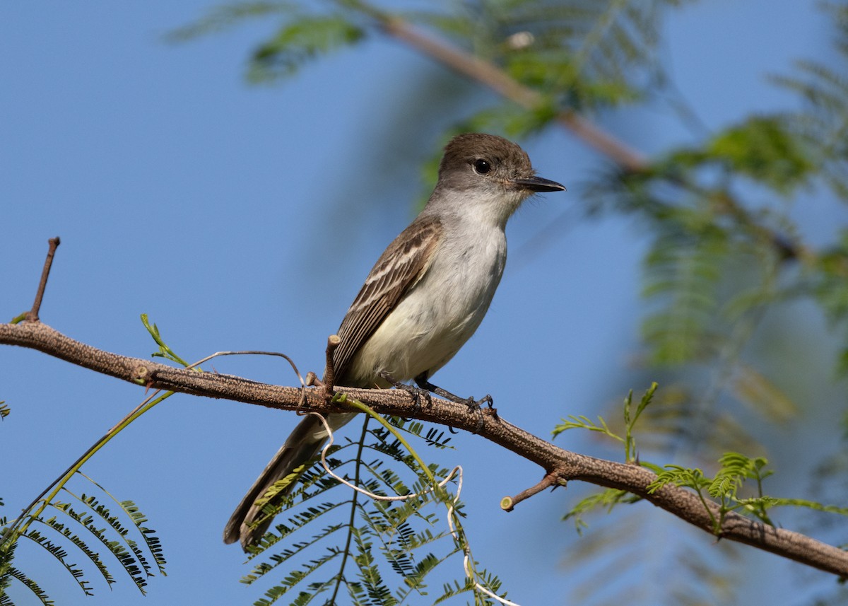 La Sagra's Flycatcher - ML620681674