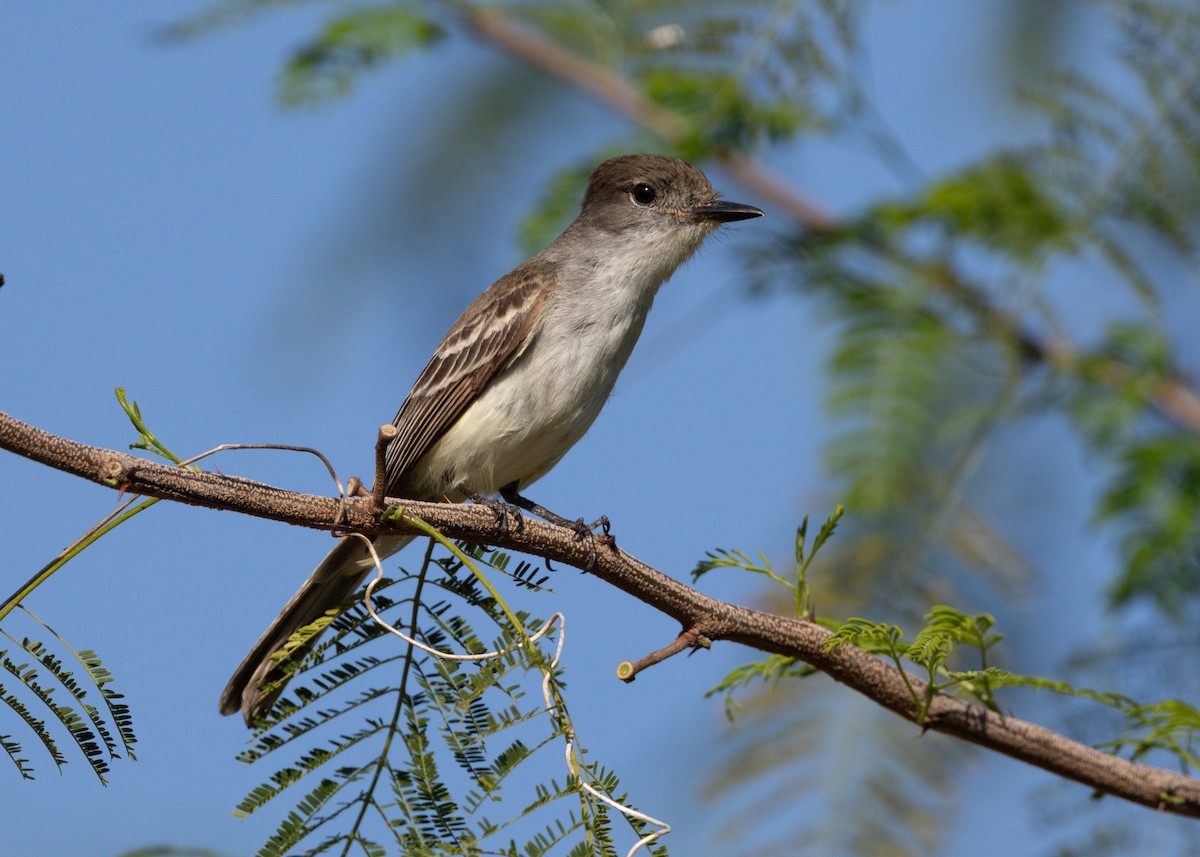 La Sagra's Flycatcher - ML620681676