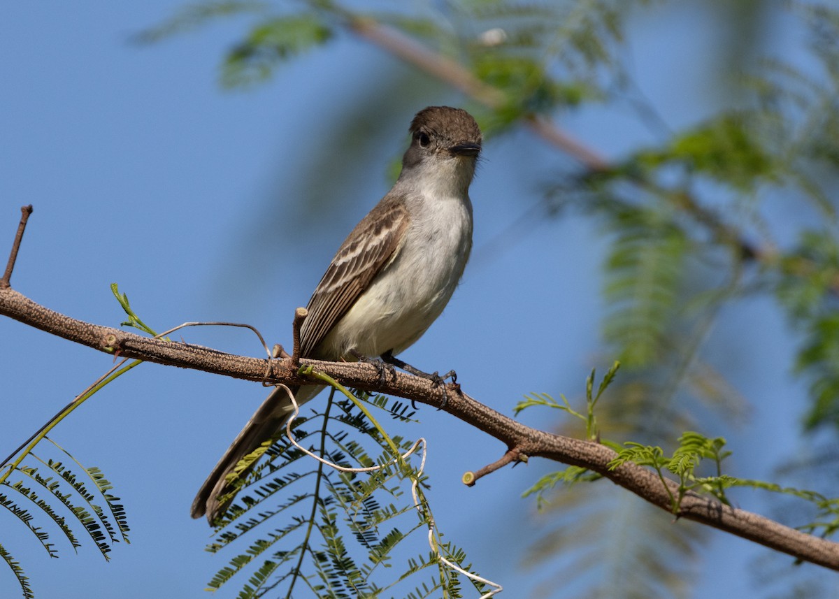 La Sagra's Flycatcher - ML620681677