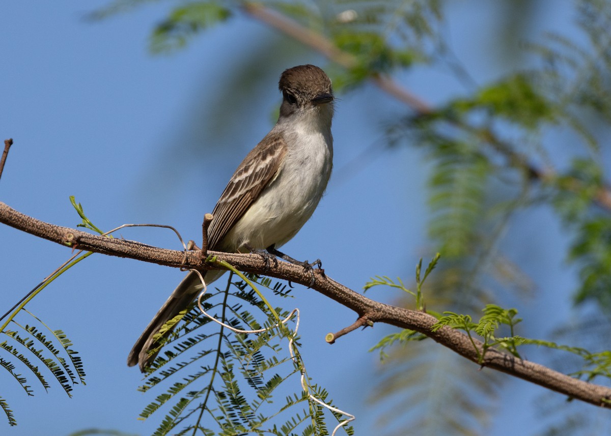 La Sagra's Flycatcher - ML620681678