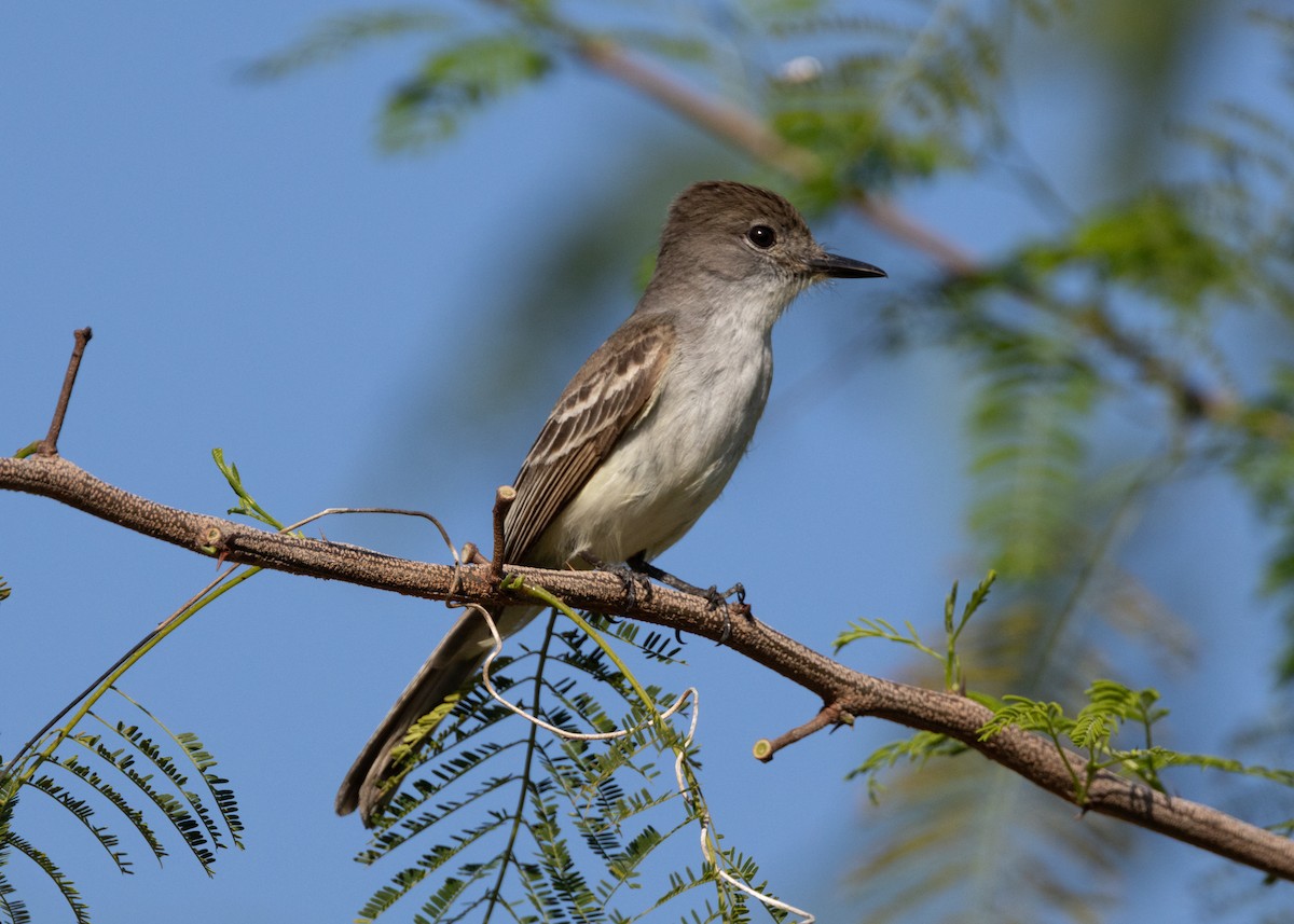 La Sagra's Flycatcher - ML620681680