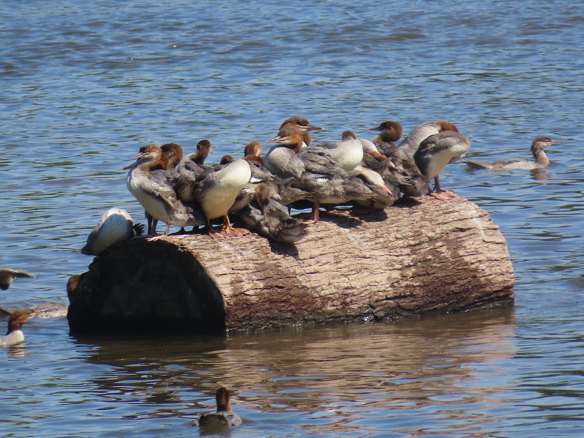 Common Merganser - ML620681682