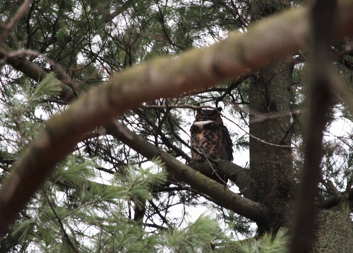 Great Horned Owl - ML620681688