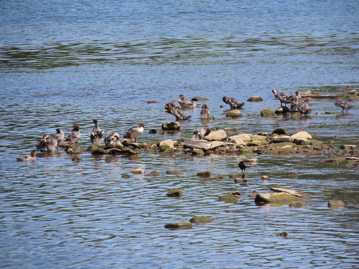 Common Merganser - ML620681690