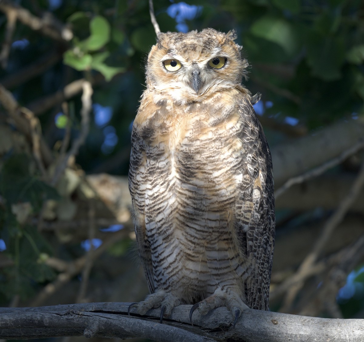 Great Horned Owl - ML620681691