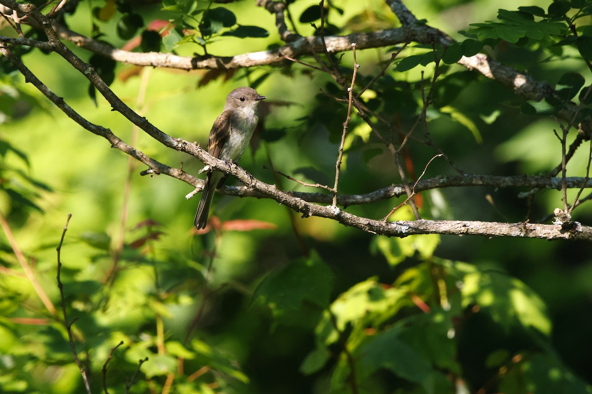 Eastern Phoebe - ML620681693