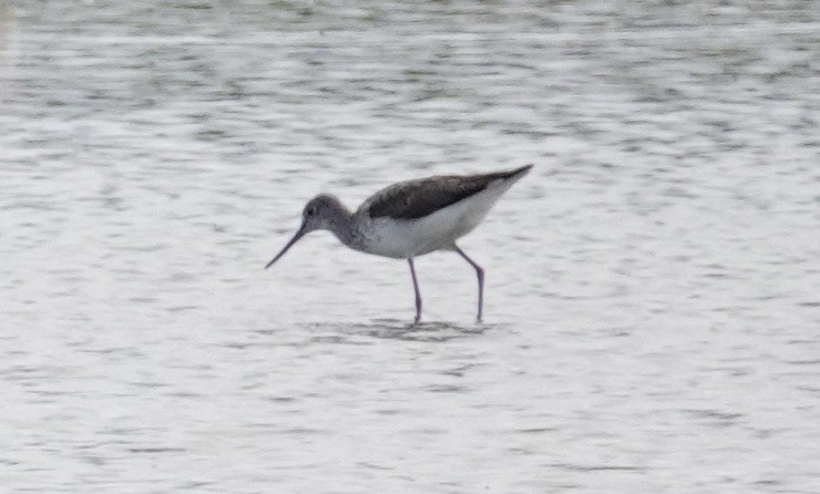 Common Greenshank - ML620681696