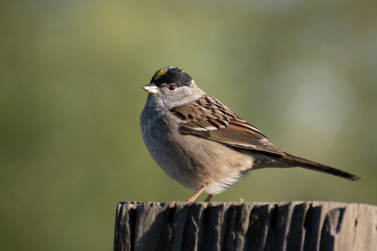 Golden-crowned Sparrow - ML620681697