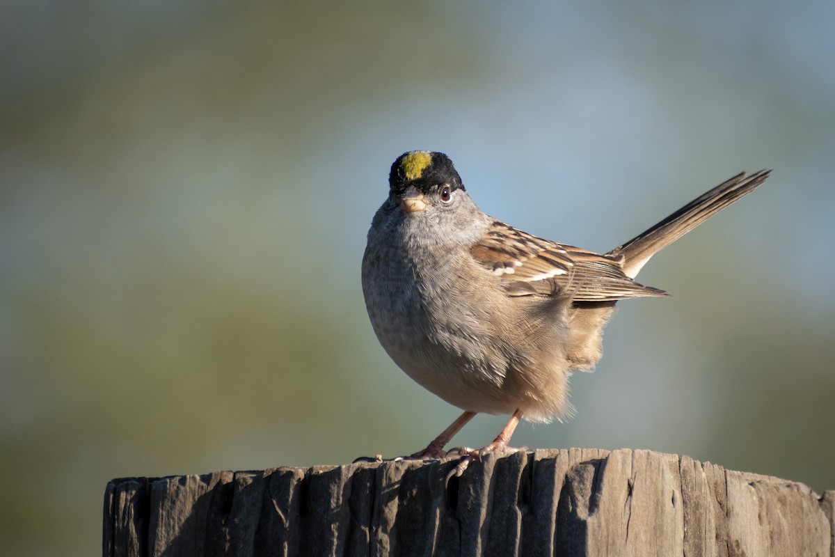 Golden-crowned Sparrow - ML620681698