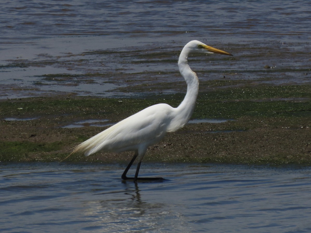 Большая белая цапля (egretta) - ML620681699