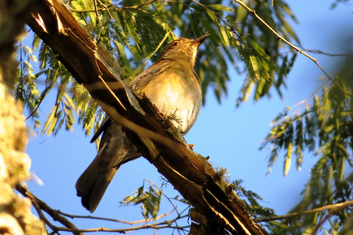 Yellow-legged Thrush - ML620681701