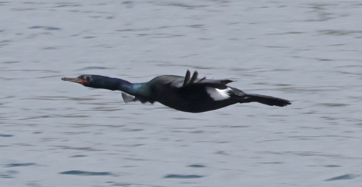 Pelagic Cormorant - ML620681704