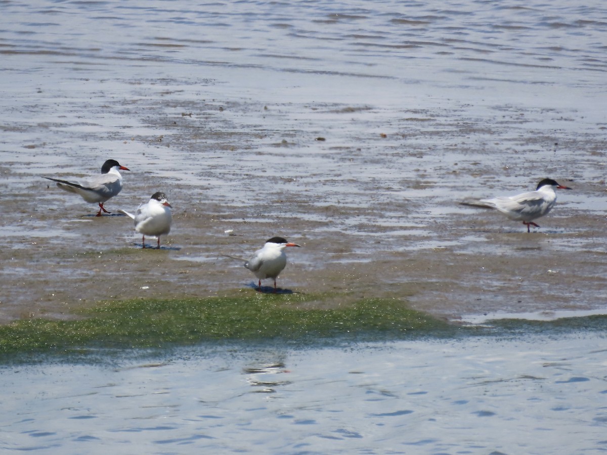 Flussseeschwalbe (hirundo/tibetana) - ML620681707