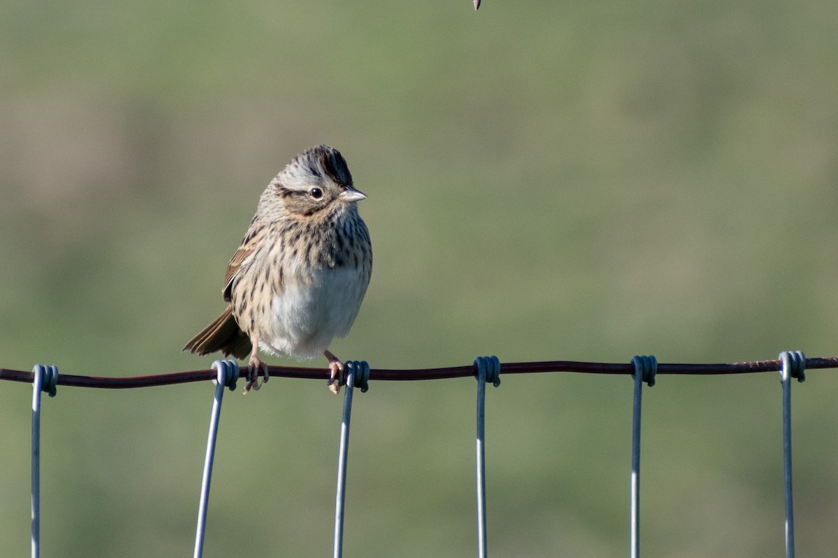 Lincoln's Sparrow - Eric Konkol