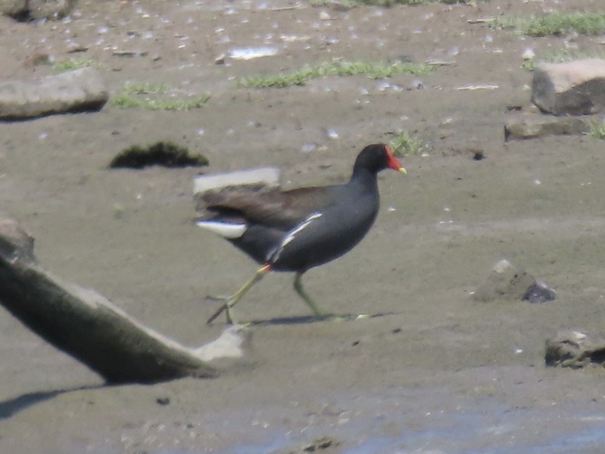 Common Gallinule (American) - ML620681713