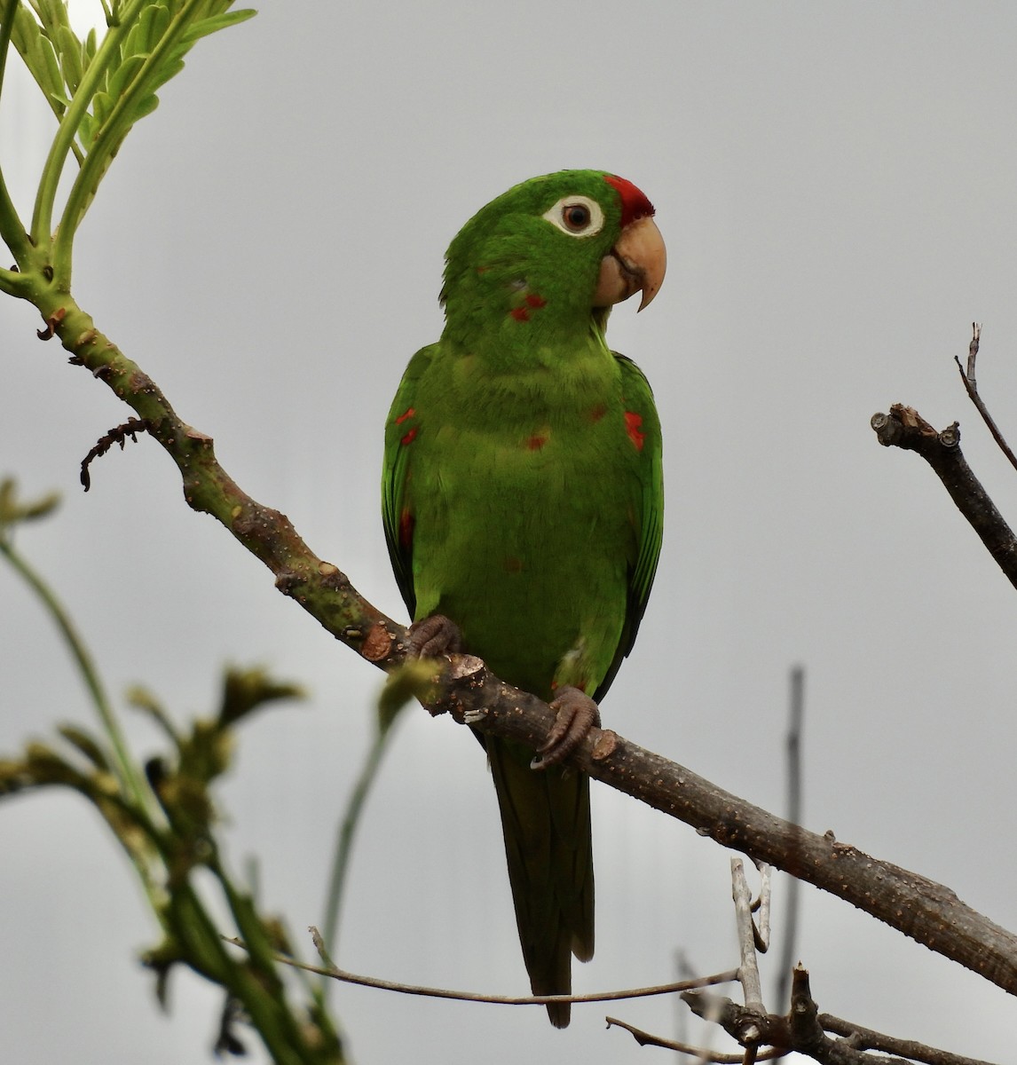 aratinga rudočelý - ML620681715