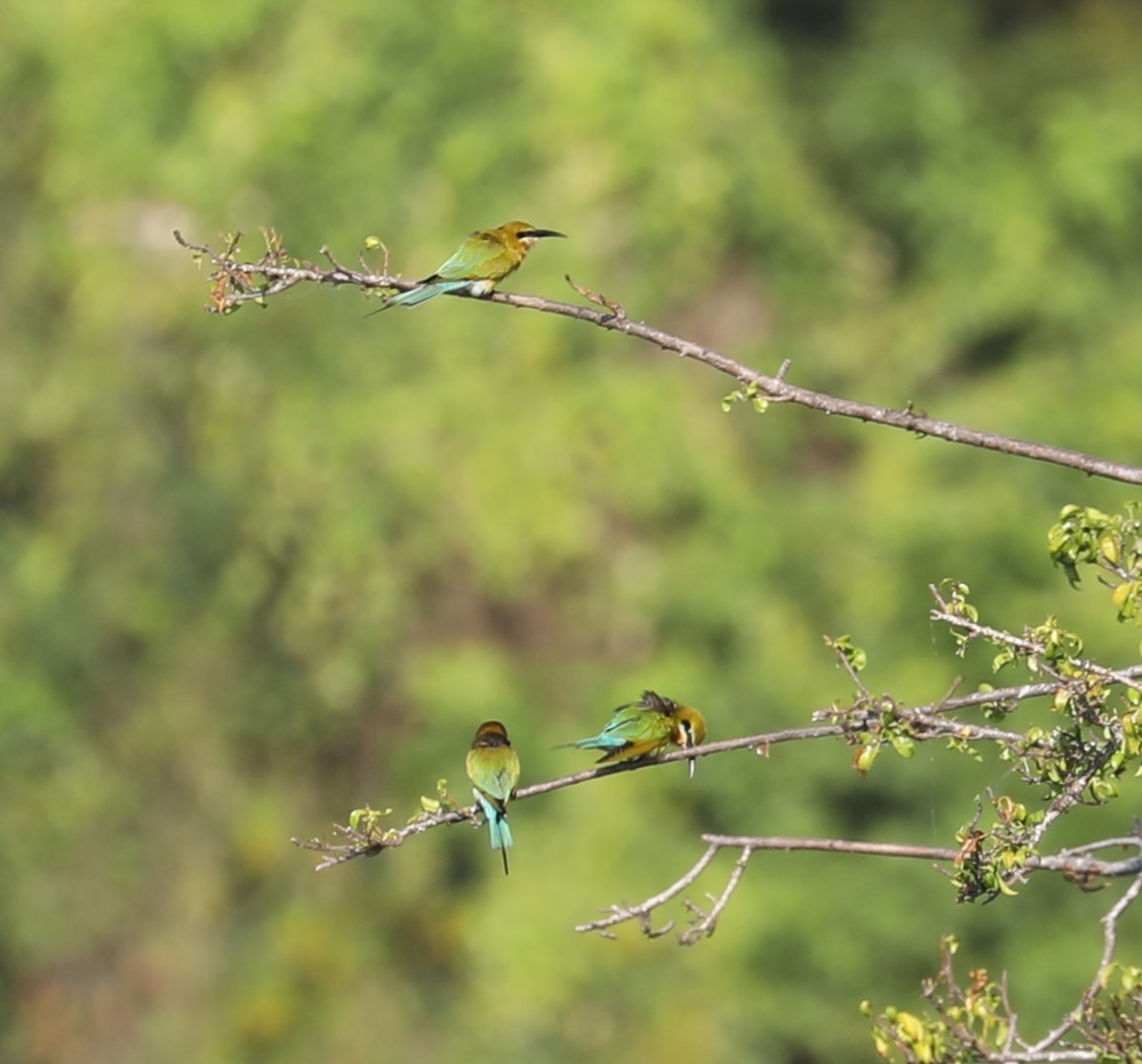 Blue-tailed Bee-eater - Rob Van Epps