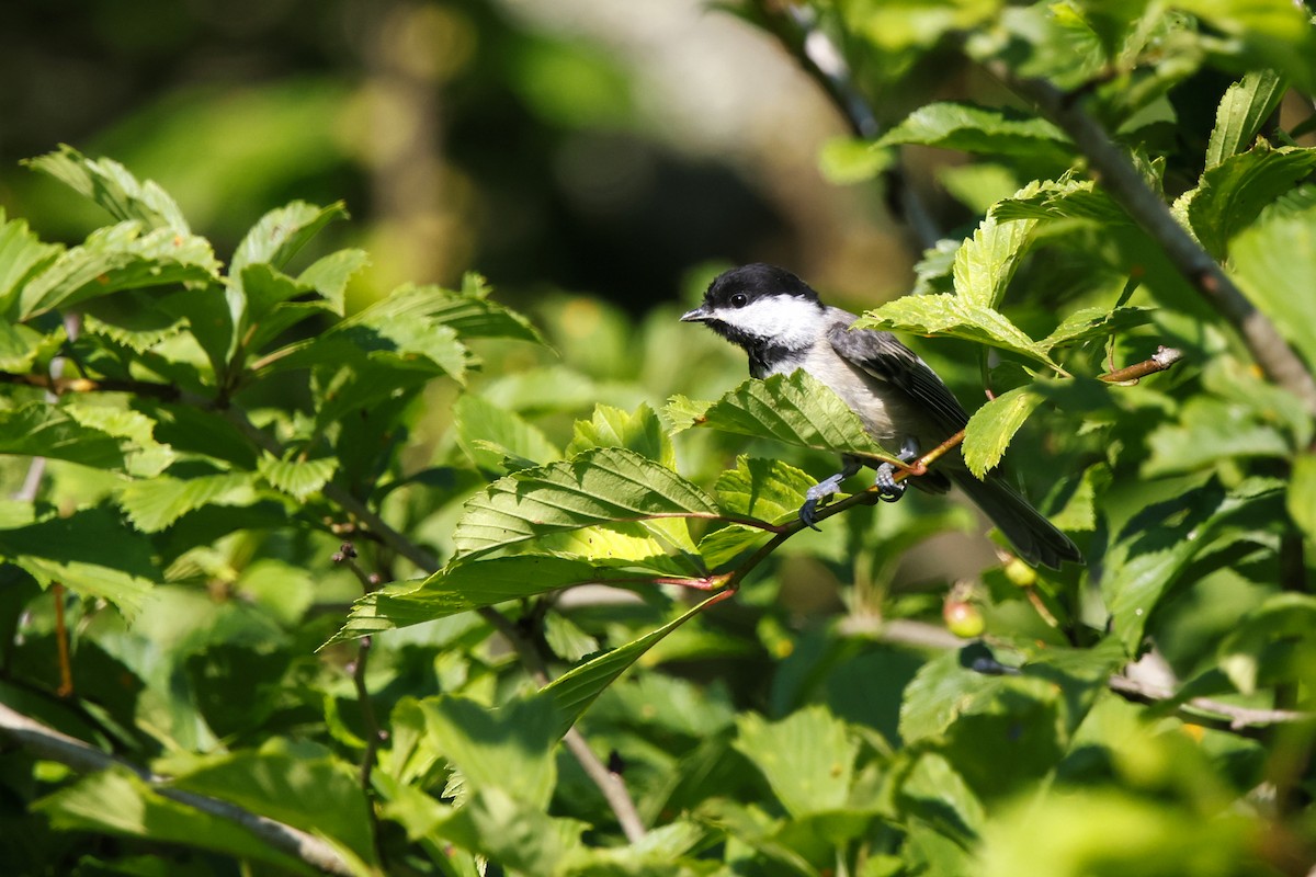 Black-capped Chickadee - ML620681722