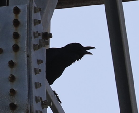 Large-billed Crow - ML620681727