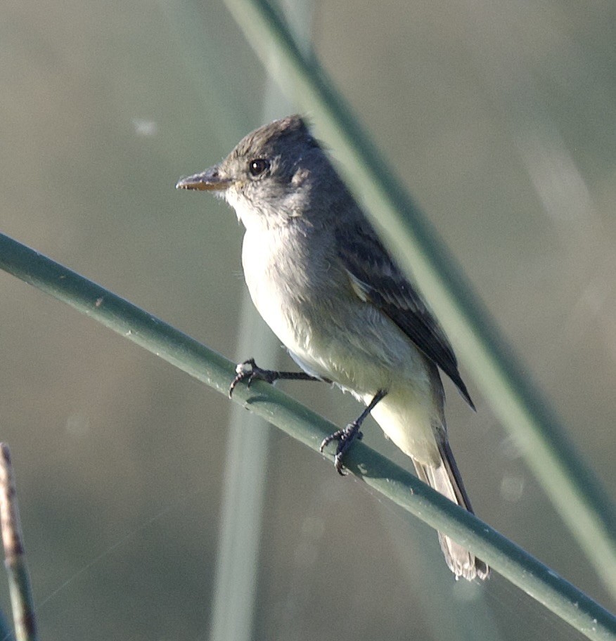 Willow Flycatcher - ML620681731