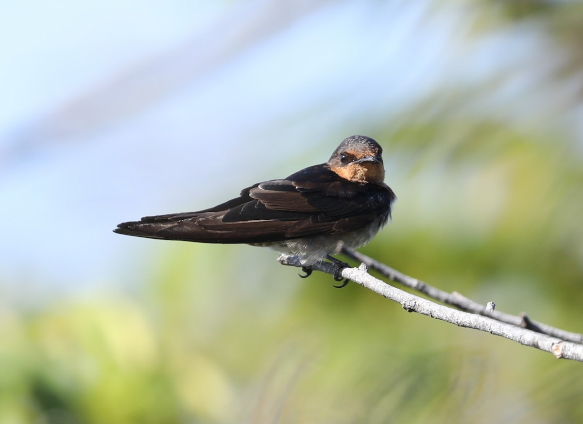 Pacific Swallow - ML620681735