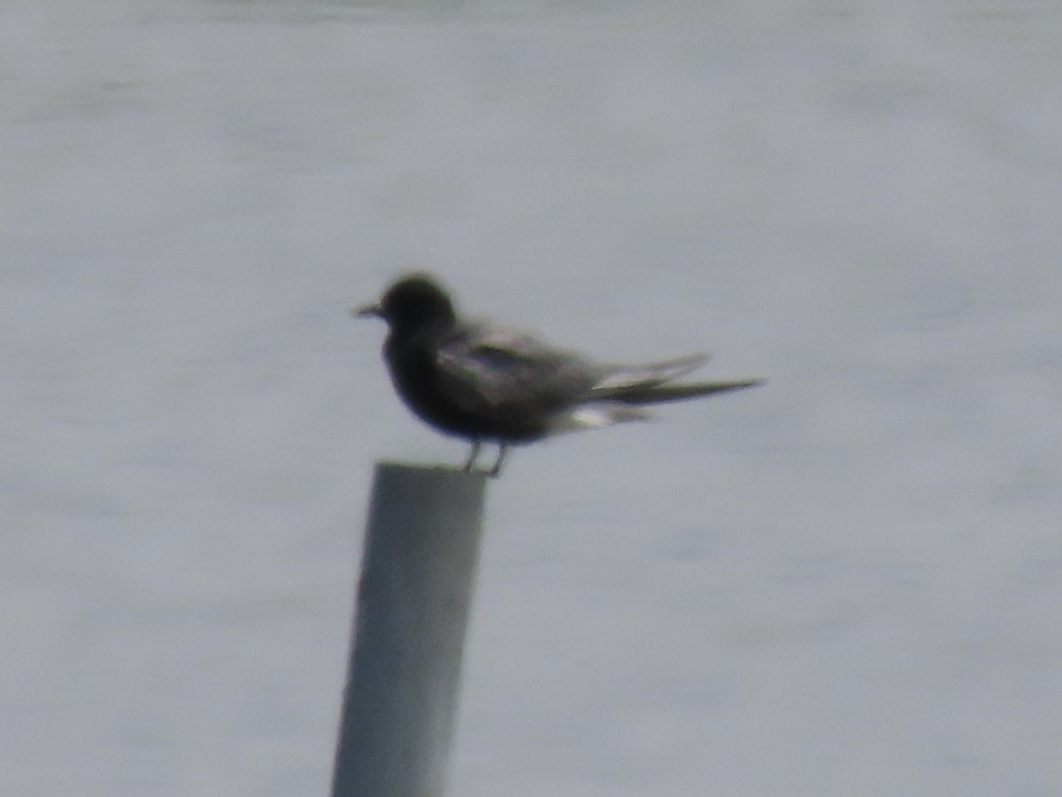 Black Tern (American) - ML620681756