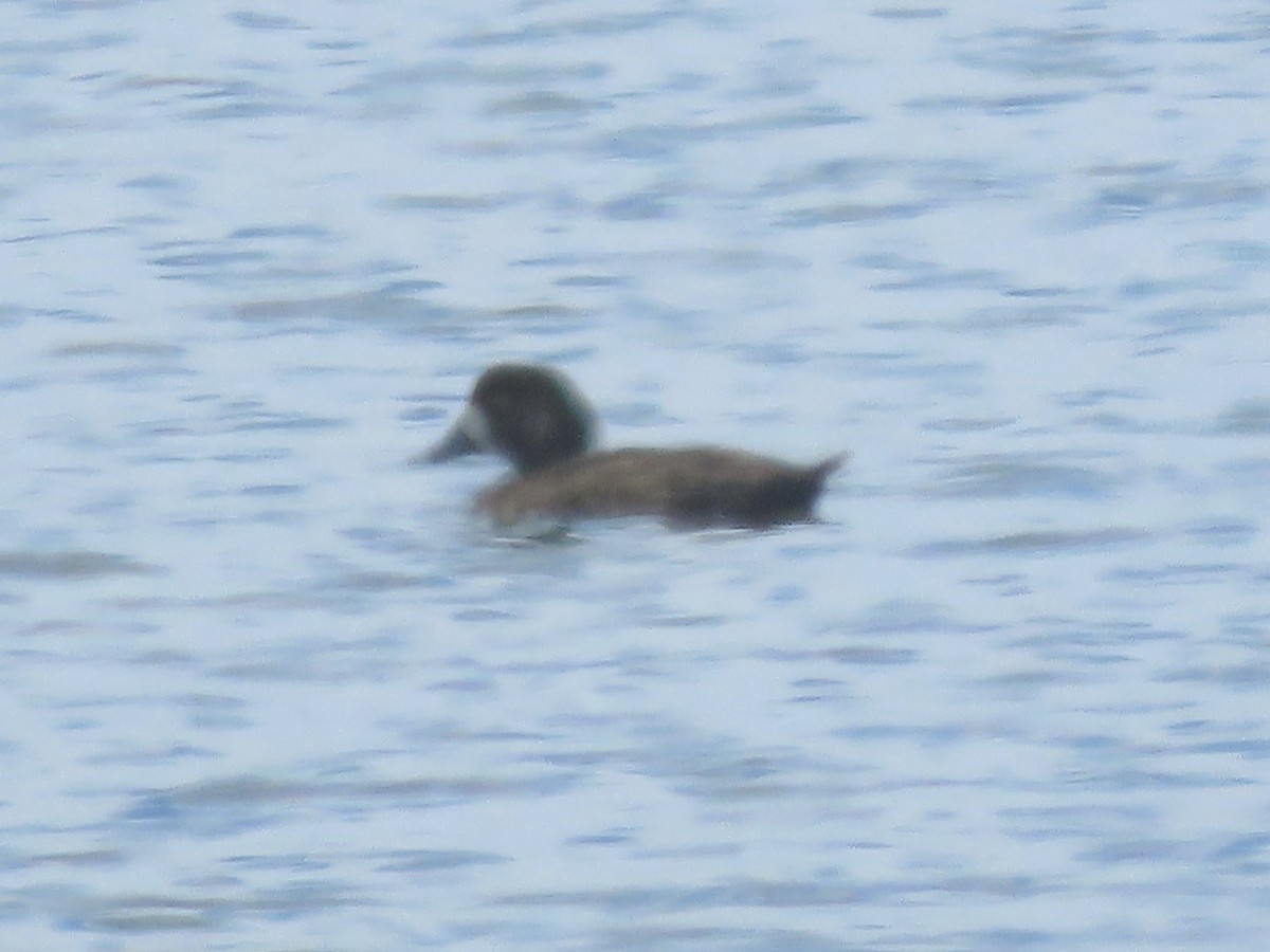 Greater Scaup - ML620681758