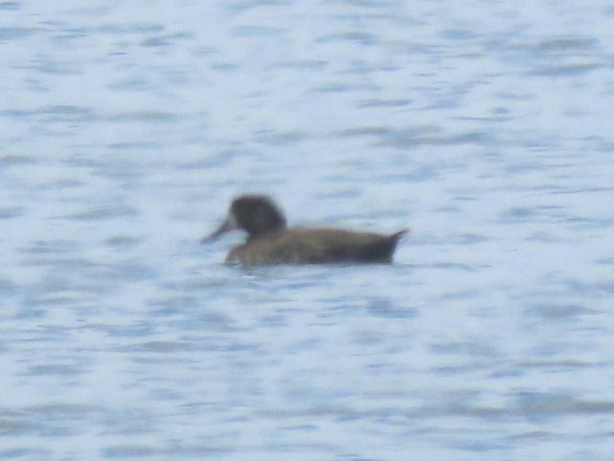 Greater Scaup - ML620681759
