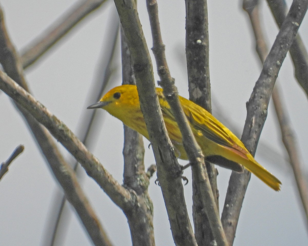 Yellow Warbler - Aubrey Merrill