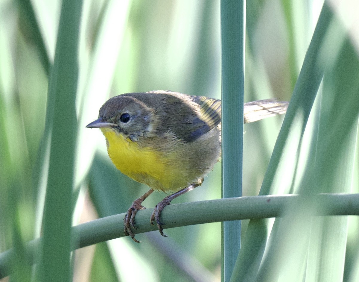 Weidengelbkehlchen - ML620681782