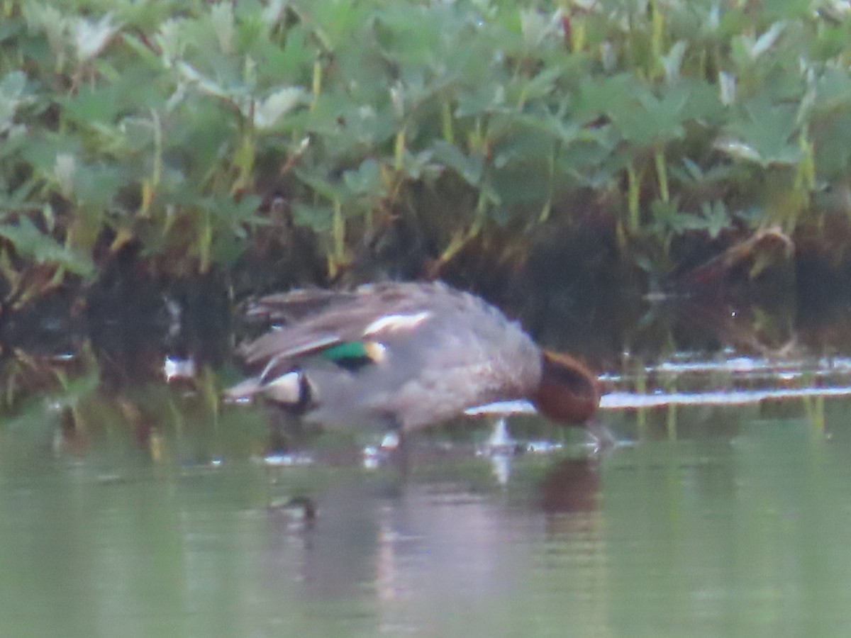 Green-winged Teal (Eurasian) - Elizabeth Ferber