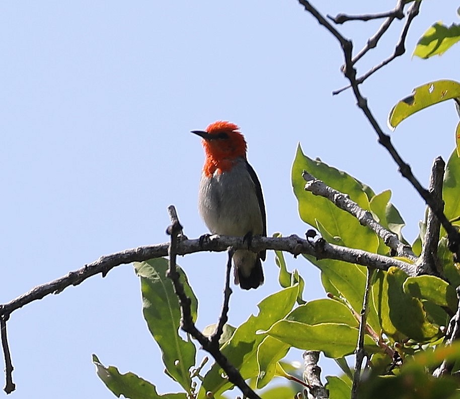 Scarlet-headed Flowerpecker - ML620681791